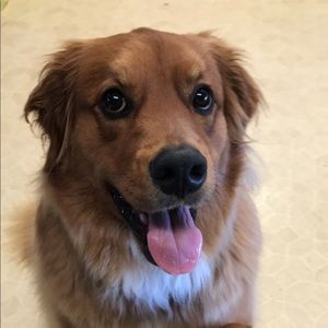 Meet your Posher, Morgan